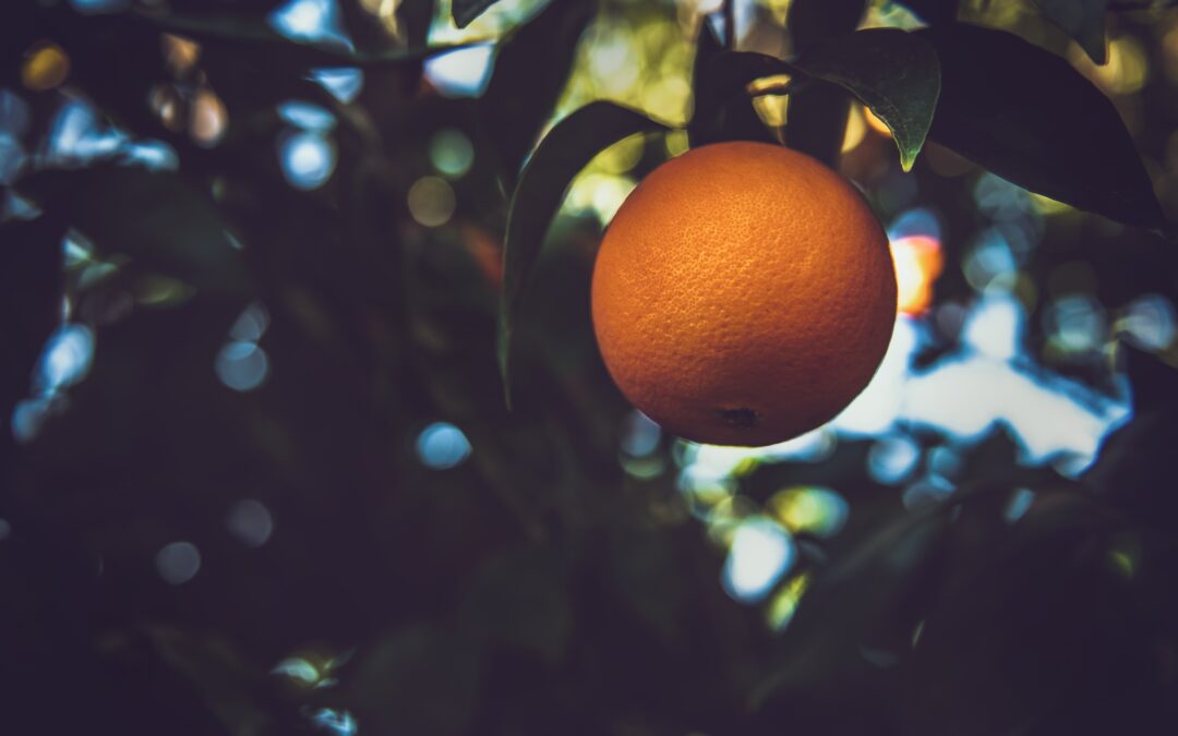 Estos son los beneficios de la naranja para controlar los picos de glucemia en sangre