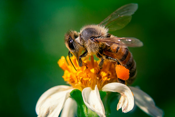 Alimentación de las abejas en invierno: técnicas y tipos de alimento apícola en época invernal